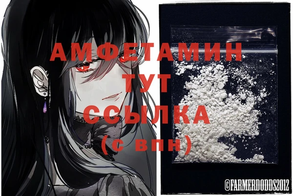 прущие грибы Вязьма
